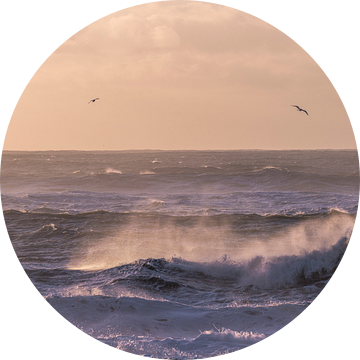 Black beach | IJsland | ocean | vogels