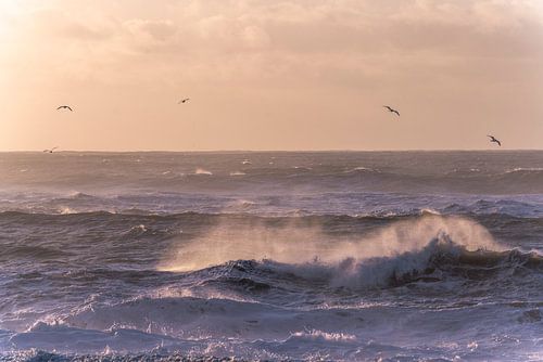 Black beach | IJsland | ocean | vogels