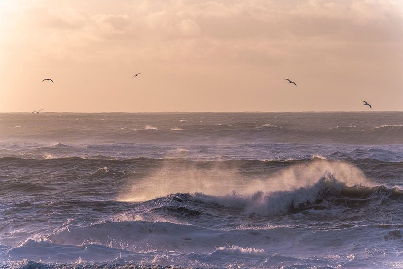 Black beach | IJsland | ocean | vogels van Femke Ketelaar