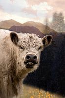 Curieuse vache Galloway dans la lumière des montagnes