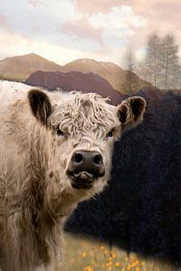 Neugierige Galloway-Kuh im Licht der Berge