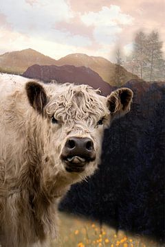 Nieuwsgierige Galloway koe in het Licht van de Bergen van Saranda Veld ArtWorks
