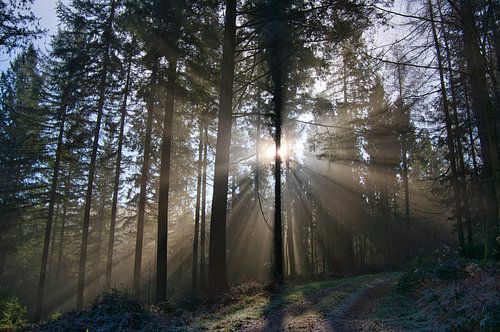 Mystischer Schwarzwald von Tanja Voigt