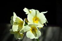 Sleutelbloem