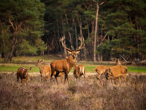 Troupeau de cerfs rouges