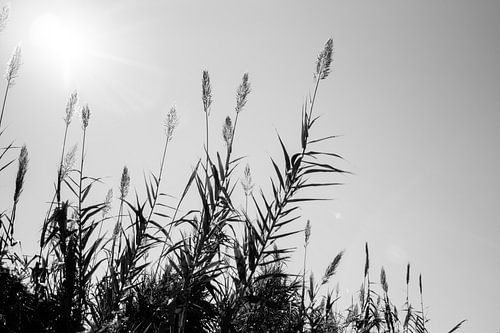 Riet in Zwart Wit