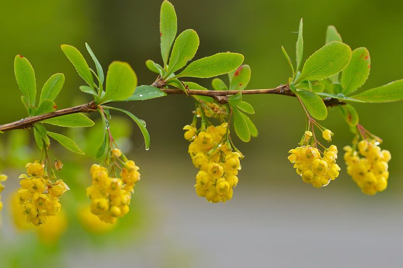 barberry by Karin Jähne