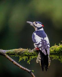 Buntspecht auf einem Ast von Tom Zwerver