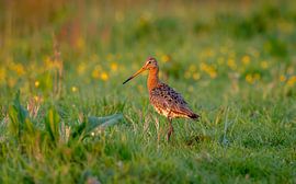 Black-tailed Godwit - The Binnenveld Hay Meadows