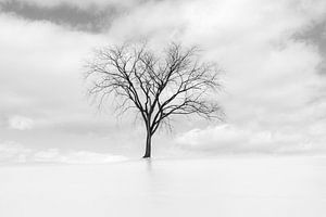 Ice tree sur Iris van Loon