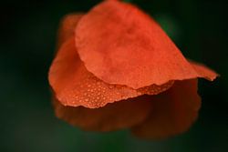 Summer poppy with droplets 