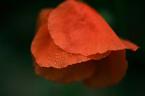 Zomer klaproos met druppels  van Blond Beeld