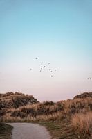 De meeuwen vliegen over de duinen