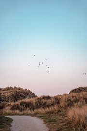 Seagulls fly over the dunes by Laura Bosch