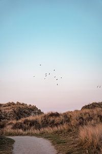 Möwen fliegen über die Dünen