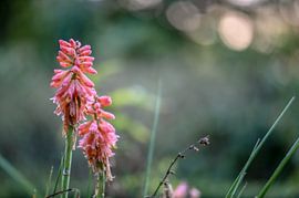 flowers part 27 by Tania Perneel