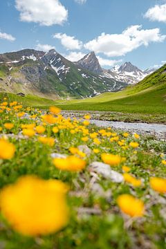 Flowery view of the Lechtal Alps and the VallugaFlowery view of the Lechtal Alps and the Valluga by Leo Schindzielorz