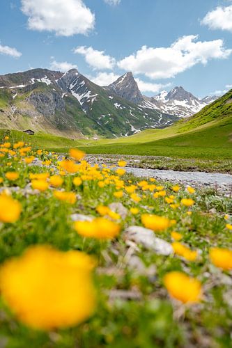 Bloemrijk uitzicht op de Lechtaler Alpen en de VallugaBloemrijk uitzicht op de Lechtaler Alpen en de Valluga