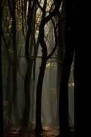 Mystic forest