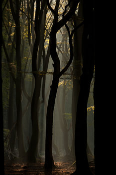 Mystic forest