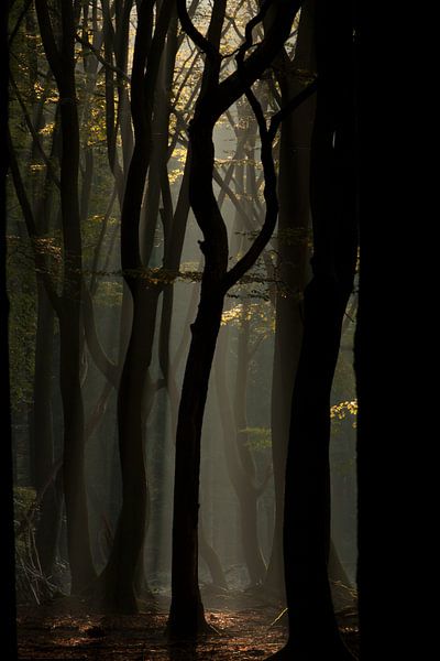 Mystischer Wald von Hans Koster