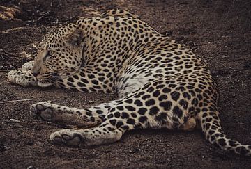 Léopard sous le soleil de Namibie, Afrique sur Patrick Groß