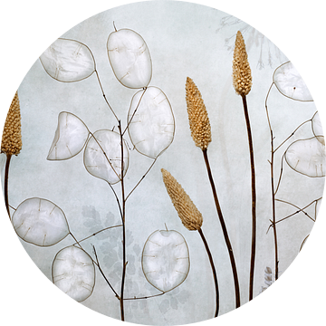 Lunaria van Mandy Disher