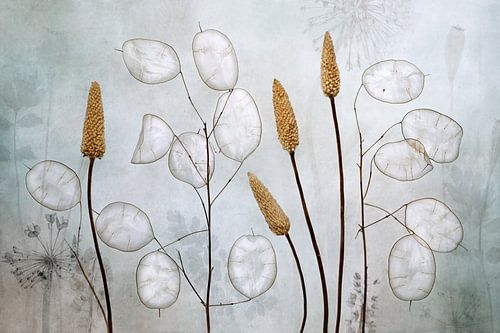 Lunaria by Mandy Disher