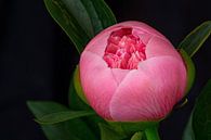 Knop roze pioenroos bijna open by Bram van Broekhoven thumbnail