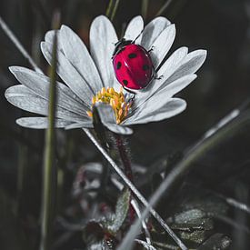 Frühling von Pixel4ormer