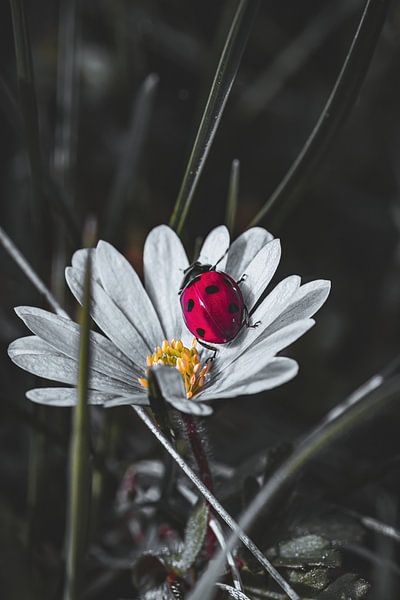 Frühling von Pixel4ormer