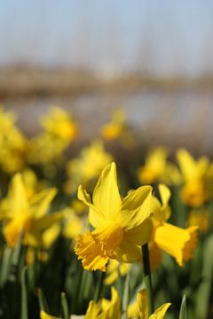 Daffodil by Sila creation