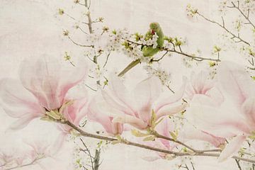 Japandi Stijl. Halsbandparkiet met bloesem en  Magnolia. van Alie Ekkelenkamp