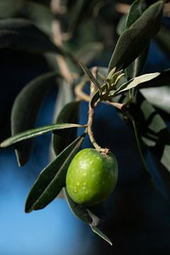 Green olive on a tree by Ulrike Leone