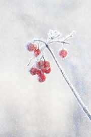 Red berries in freezing winter temperatures
