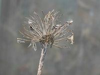 withered flower