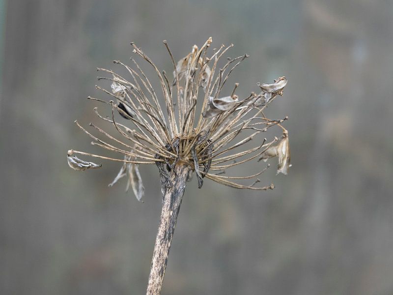withered flower by Hanneke Bantje