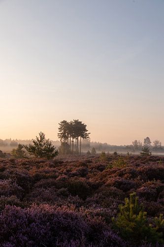 Lila Heidekraut mit Nebel