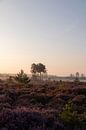 Purple heather with fog by Alwin Kroon thumbnail
