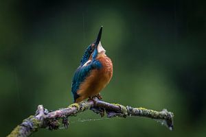 Kingfisher on a rainy day sur Erik Veldkamp