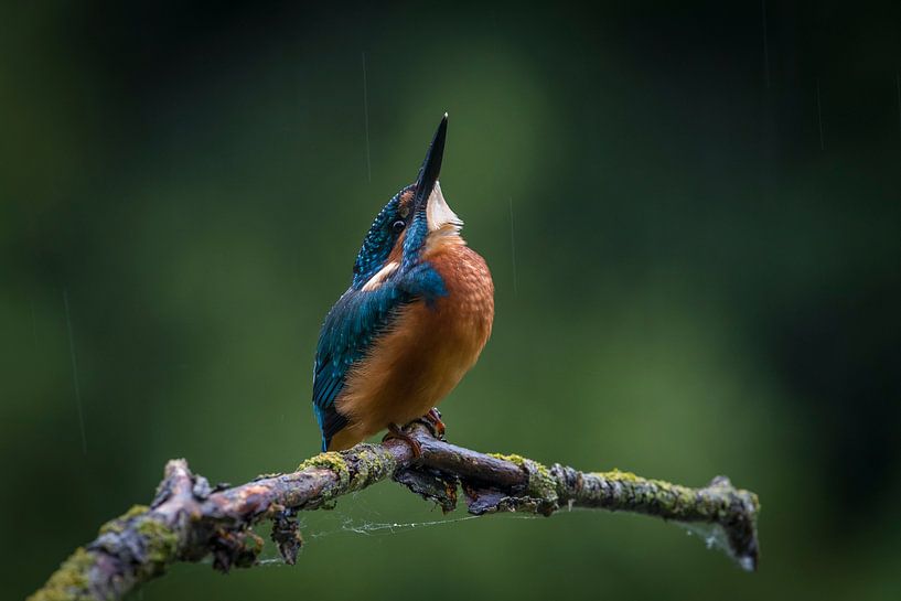 Kingfisher on a rainy day by Erik Veldkamp
