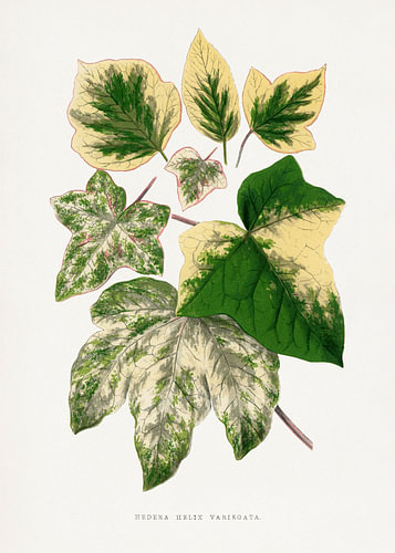 Illustration eines grünen Blattes