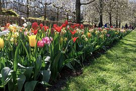 Die Farbenpracht des niederländischen Keukenhofs. von Wim van Gerven