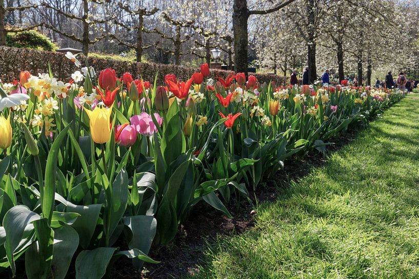 The splash of colour at the Dutch Keukenhof. by Wim van Gerven