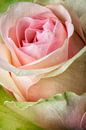 Roze roos  bloem close-up van Lorena Cirstea thumbnail