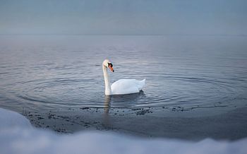 Schwan in ruhigem Wasser im Winter