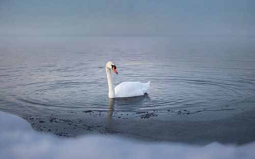 A swan on calm waters in winter