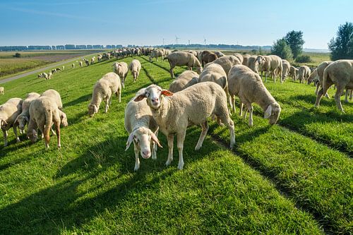Sheep on the dike