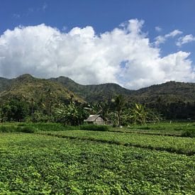 Reisfeld in Indonesien von Christine Volpert