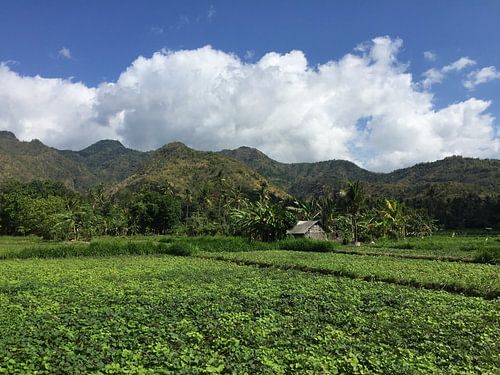 Reisfeld in Indonesien von Christine Volpert
